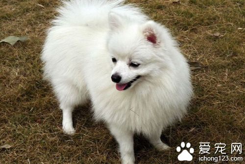  纯种博美犬的特征 饲养博美需要注意些什么