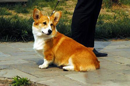 小型犬有哪些 小型犬的标准以及特征是什么