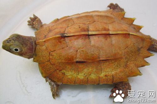 枫叶龟价格 比较容易辨认的乌龟
