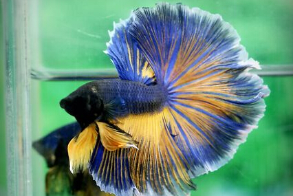 斗鱼怎么养 斗鱼常见病及解决办法