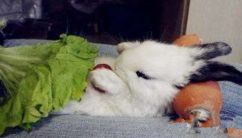 今天起床后是先吃被子呢还是先吃枕头呢？纠结ing