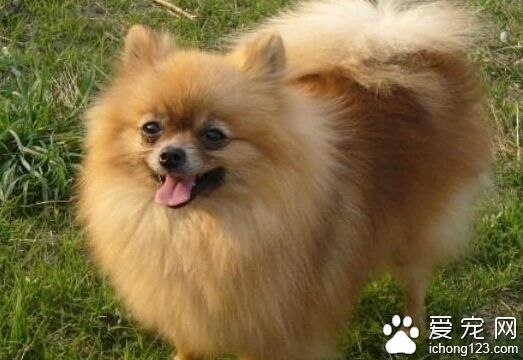 英系博美多少钱 不同城市宠物价格不一