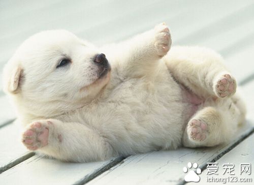 小狗呕吐拉稀 根据具体情况选择治疗方法