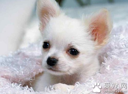 空运狗狗多少钱 一般根据宠物的体重来计算