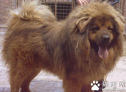 藏獒和狼谁厉害 打架二者谁会赢