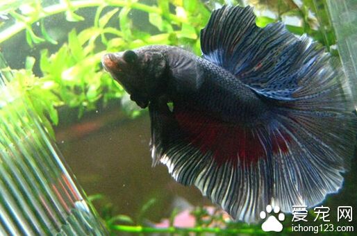 斗鱼吃什么 斗鱼能吃的食物有哪些