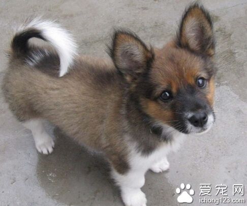 犬瘟热后遗症 临床特征与治疗方法