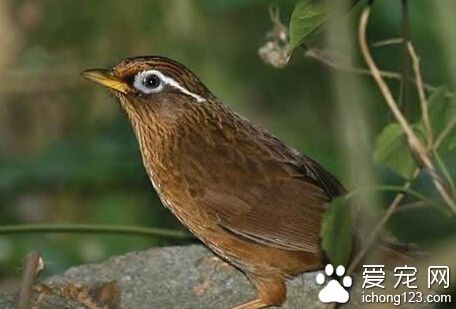 画眉鸟不叫 哪些原因导致它不叫的