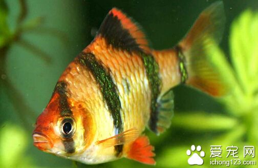 虎皮鱼吃什么 属于杂食性动物