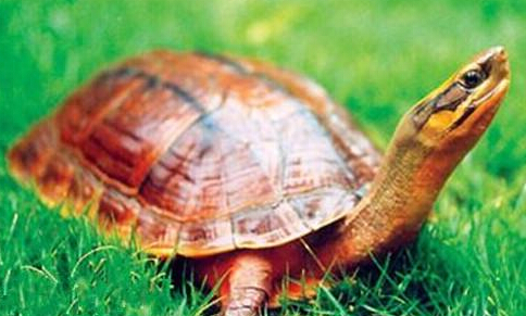 金钱龟好养吗 金钱龟的饲养方法