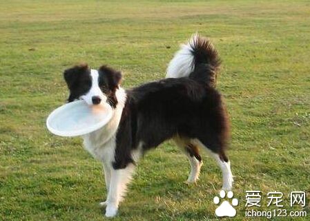 边境牧羊犬好养么 属于聪明忠诚善良的品种