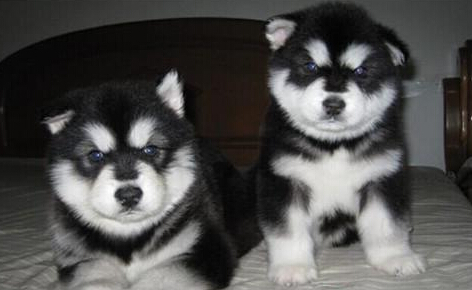 阿拉斯加犬好养吗 训练它是否有困难