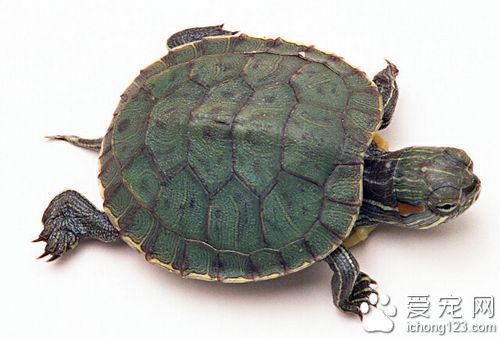 龟的种类 介绍几种常见乌龟的特点