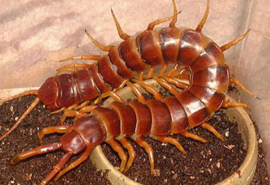 蜈蚣价格 蜈蚣有怎样的形态特征