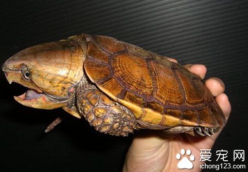 鹰嘴龟价格 鹰嘴龟的雌雄鉴别方法