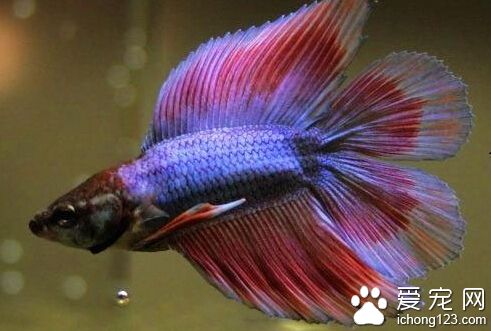 泰国斗鱼怎么养 水温多少才最适合饲养