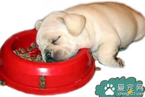 小狗吃多了怎么办 严重的需要到医院治疗