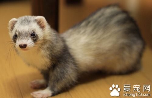貂的价格 宠物貂购买需要注意哪些