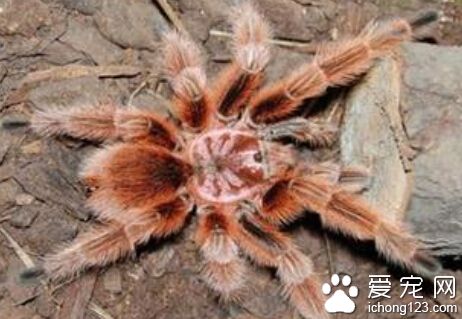 火玫瑰蜘蛛有毒吗 被咬后如何处理伤口