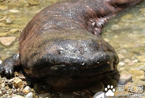 娃娃鱼怎么养 饲养条件以及日常管理方法