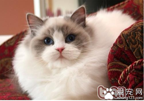 布偶猫价格 教你如何选购布偶猫