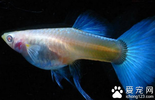孔雀鱼烂尾 如何治疗孔雀鱼烂尾