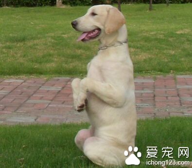 狗狗训练学校 家长应该根据实际情况来决定