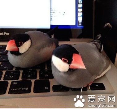 占领你键盘的不仅仅是喵星人。