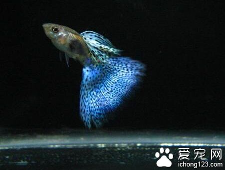 孔雀鱼品种 不同特点可分很多不同的种类