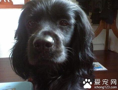 可卡价格 常见可卡犬都是以黄色系列为主