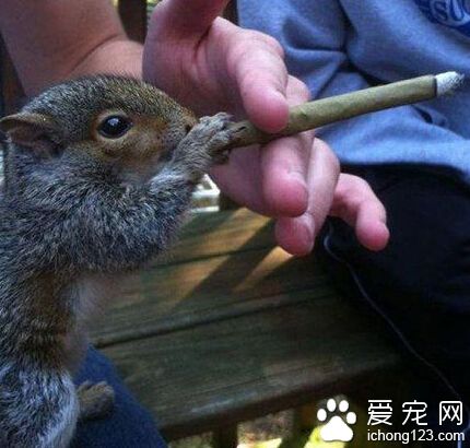 亲你怎么忍心让鼠小弟吸烟呢