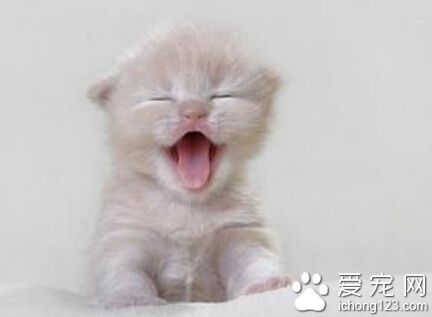 宠物猫哪种比较好 养花狸猫的都不是很多了