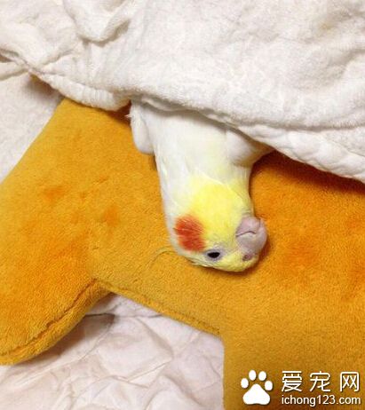 这货已经丧失了作为一只鸟的尊严了