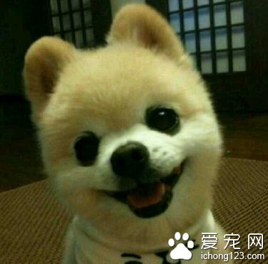 俊介是什么狗 俊介属于哈多利系博美犬
