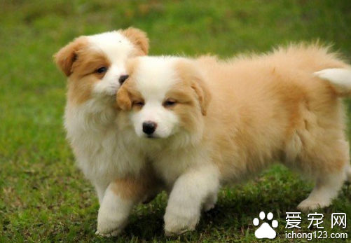 边境牧羊犬好吗 适合一些平时比较忙的家庭