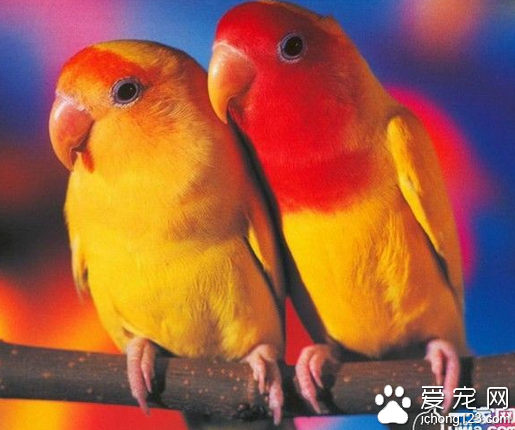 虎皮鹦鹉吃什么 带你了解虎皮鹦鹉主要吃什么