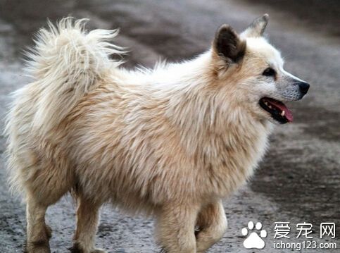 牧羊犬品种 德国牧羊犬的智商排名第三