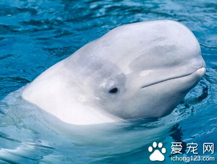 白鲸的特点 繁殖期会随所处地区而有不同