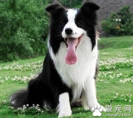 边境牧羊犬售价  赛级犬可能要一万元以上