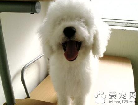 狗瘟抽搐 抽搐是犬瘟热疾病后期的表现