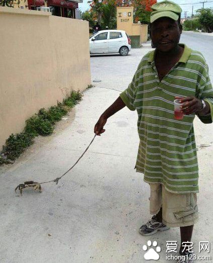 大哥溜个宠物不用武装的这么严实，快把头套摘下来～