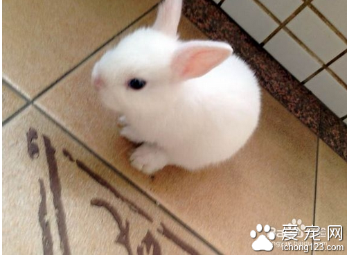 宠物兔怎么养 教你怎么饲养宠物兔