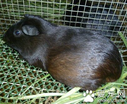 黑豚鼠的价格 全国各地市场的价格相处不大