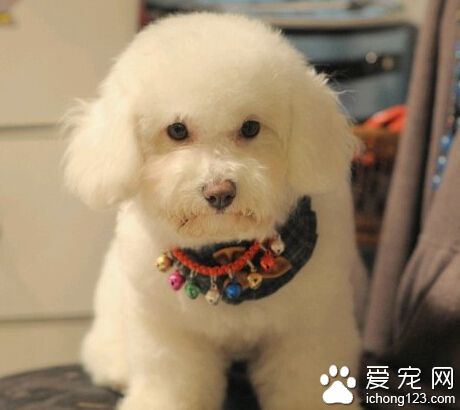 比熊犬吃什么 维C可提高它的肌肉协调能力
