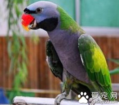 宠物鹦鹉种类 鹦鹉种类大概有82属358种