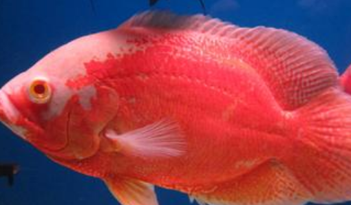 地图鱼能长多大 一般饲养能长到30厘米