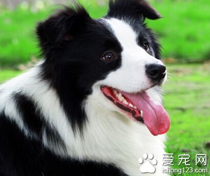 边境牧羊犬的训练 训练应该从幼年时期开始