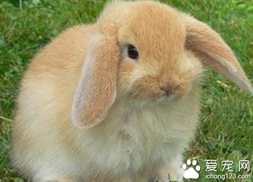  荷兰垂耳兔多少钱 叫你如何选购垂耳兔