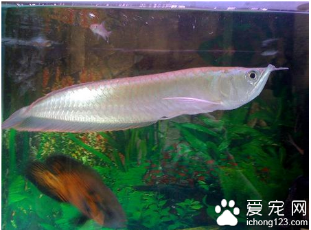 鱼的种类 带你了解鱼的种类和习性