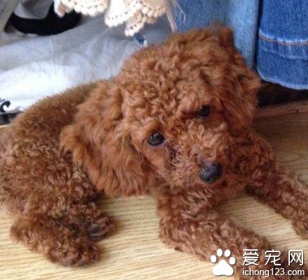 母狗调教 如厕训练也是狗主重要的课题之一